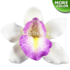 FSH302 Artificial Foam Orchid Flowers (Cymbidium)