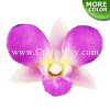FSH307 Artificial Foam Orchid (Dendrobium Type B) is available in sizes 3 inches and in 19 colors.
