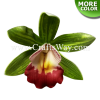 FSH314 Artificial Foam Orchid Flower (Cymbidium Type F) is available in sizes 3 inches and in 8 colors.