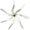 FSH455 Artificial Foam Tiare Flowers (Type BU) 4 inches, White color
