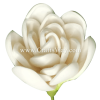 FSH1901 Artificial Foam Tuberose Flowers, available in size 2 inches and in white.
