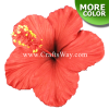 FSH501 Artificial Foam Hibiscus, available in sizes 2½ inches, 3 inches, and 4 inches and in 6 colors.