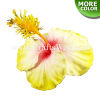FSH506 Artificial Foam Hibiscus Flowers (Type D)