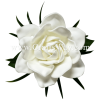 CMS-058 Custom Made Flower Hairpiece, Foam Gardenia (A) Hair Clip