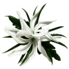 CMS-060 Custom Made Flower Hairpiece, White Foam Tiare (BU) Hair Clip