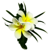 CMS-061 Custom Made Flower Hairpiece, Plumeria (HU) Hair Clip