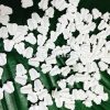 PLF-101 Artificial Plastic Crown Flower (White)