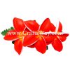 XMS-043 Custom Made Flower Hairpiece, Plumeria (BU) Hair Clip