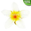 FSH136-Bulk Artificial Foam Plumeria Flowers (Type IE)