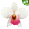 FSH306-Bulk Artificial Foam Orchid Flowers (Dendrobium Type A)