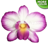 FSH312-Bulk Artificial Foam Orchid Flowers (James Orchid)