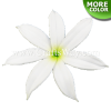 FSH421-Bulk Artificial Foam Tiare Flowers (Type W)