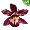 FSH314-Bulk Artificial Foam Orchid Flowers (Cymbidium Type F)