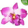 SK201-Bulk Artificial Silk Orchid Flowers (Type A)