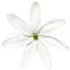 FSH457 Artificial Foam Flowers, Foam Tiare Type CE, 3 ½ inches White Tiare with green core