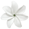 FSH458 Artificial Foam Flowers, Foam Tiare Type CI, 3 ¼ inches White Tiare with green core