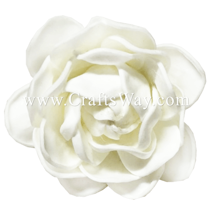 White Foam Flower