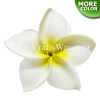 FSH187 Artificial Foam Flowers, Plumeria Type KO, 4½ inches