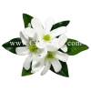 CMS-069 Custom Made Flower Hairpiece, White Foam Tiare (A) Hair Clip, Approximately 1¾ inches, Hairpiece Made in Hawaii, Hair Accessories for Hawaiian Wedding Items, Hula Dancer