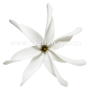 FSH461 Artificial Foam Flowers, White Foam Tiare Type DA, size 3½ inches and 4½ inches