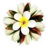 CMS-074 Silk White Champaka & Foam Plumeria (HU) Hair Clip, Custom Made Flower Hairpiece, Hairpiece Made in Hawaii, Hair Accessories for Hawaiian Wedding Items, Hula Dancer