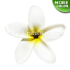 FSH173-Pearl Artificial Foam Flowers, Plumeria Type GU with Pearl, size 4 inches